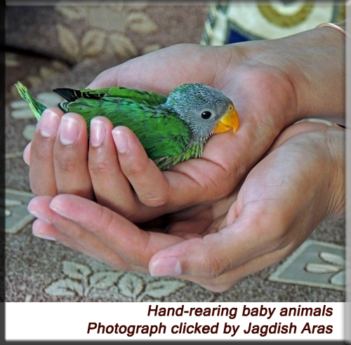 Devna Arora - Hand-raising baby animals